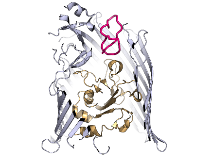 “Crystal structure of the membrane siderophore receptor FhuA (blue-gold) in complex with the antibacterial lasso petide MccJ25 (magenta). Comparison of the siderophore- and MccJ25-bound structures revealed that the structurally unrealted MccJ25 can hijack the FhuA by mimicking the binding mode of the siderophore. MccJ25 is also capable of inducing a transport signal through a contact with the plug domain (gold) that allows the peptide to be internalised by the target bacteria which leads to cell death. Image credit: Konstantinos Beis, Imperial College London