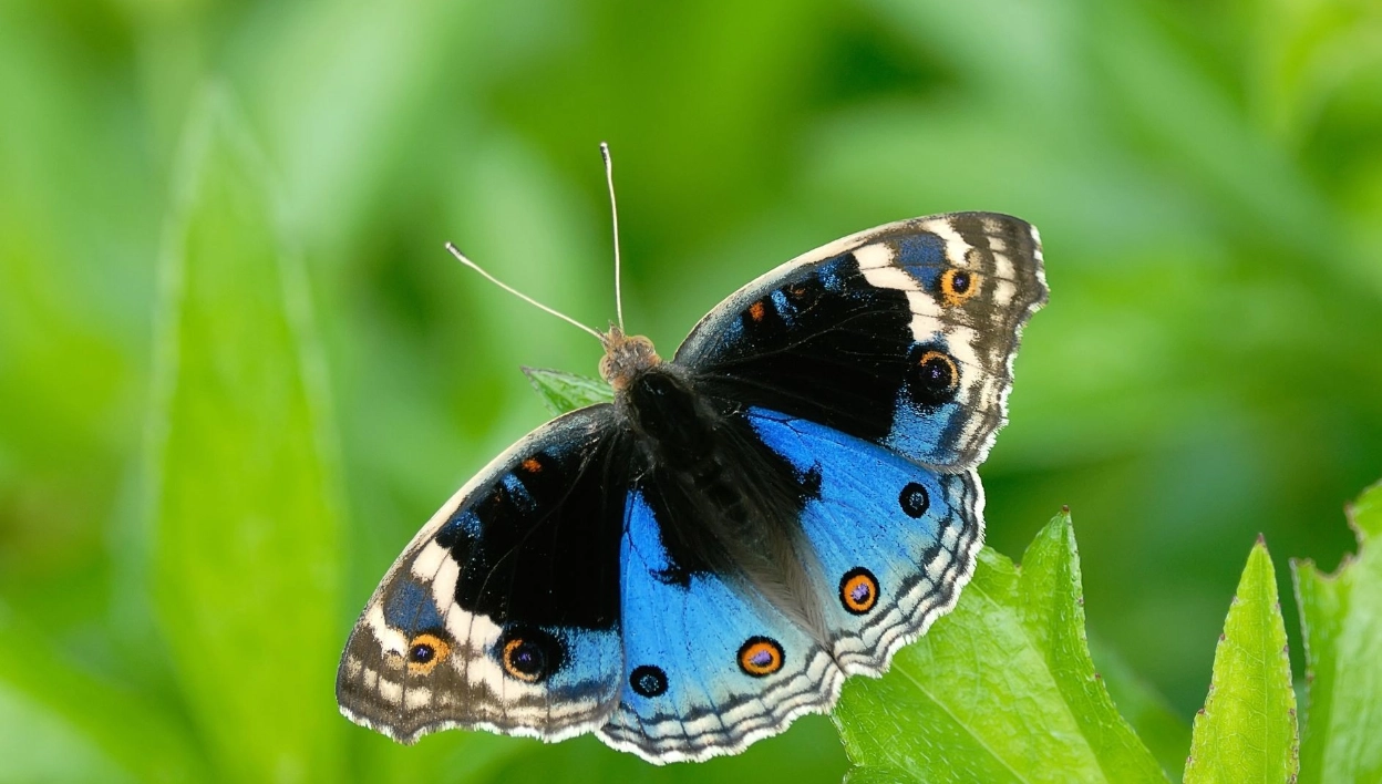 The nanoscience of butterfly wings
