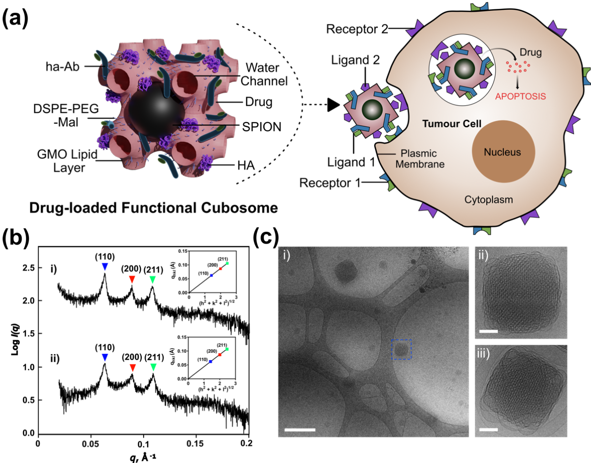 Figure: Structure and characteristics of functional cubosomes. (a) Schematic representation of functional cubosome structures and their active targeting towards tumour cells, (b) SAXS diffraction profiles of (i) empty cubosomes and (ii) drug-laden cubosomes.