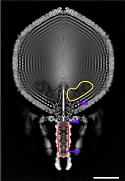 The head is a viral cargo carrier, containing layers of tightly packaged DNA. Near the base there is a seemingly hollow region (yellow outline) that likely carries a disordered array of viral proteins. The virus stows additional virus proteins in the tail (red outline). Scale bar = 10 nm. Image credit: Oliver Bayfield.