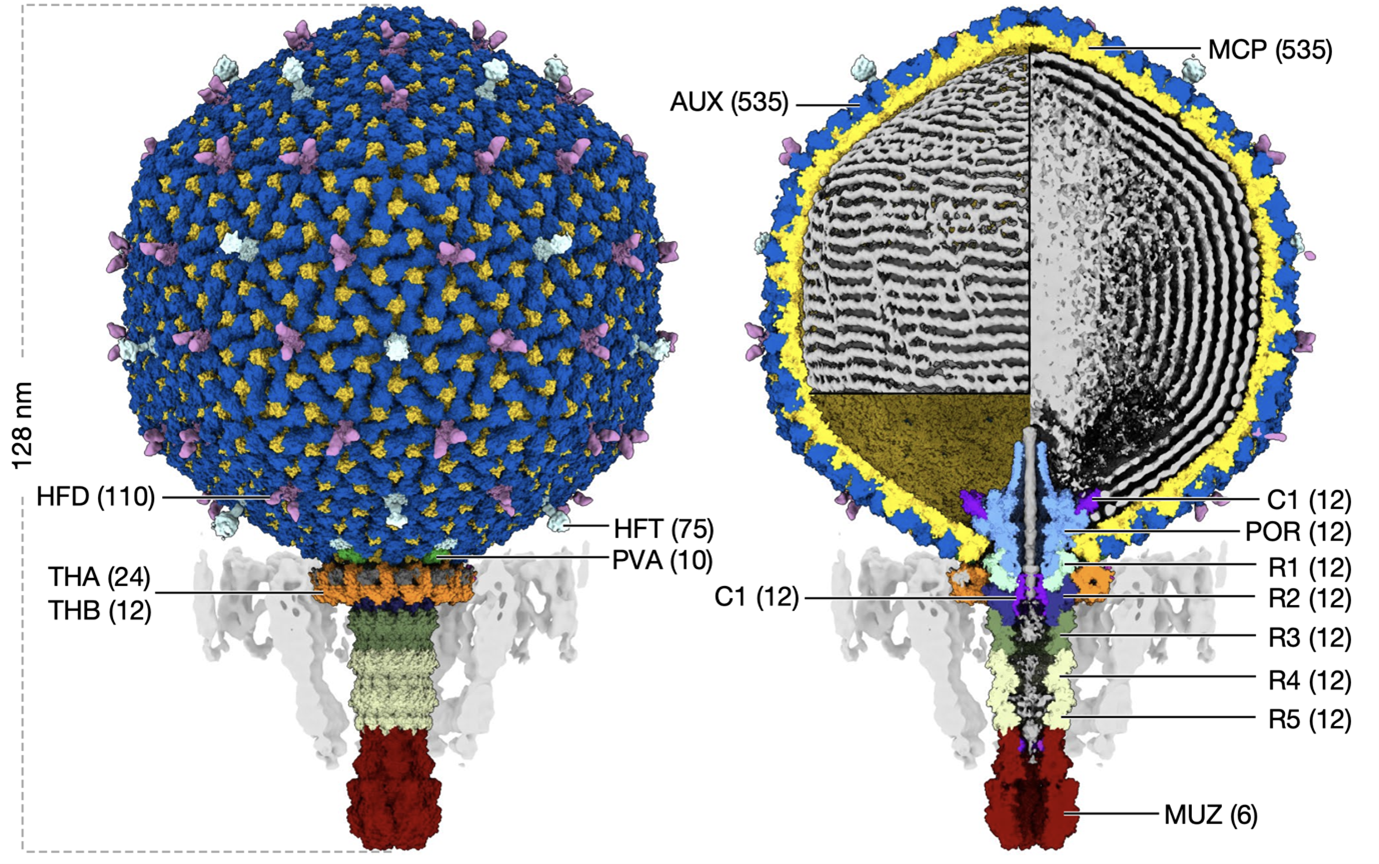 The first structure of a crassvirus showing the exterior (left) and interior (right). Like other bacteriophages, this virus contains a “head” that stashes away DNA in neat folds and a “tail” that shunts its genome into a bacterium. Image credit: Oliver Bayfield